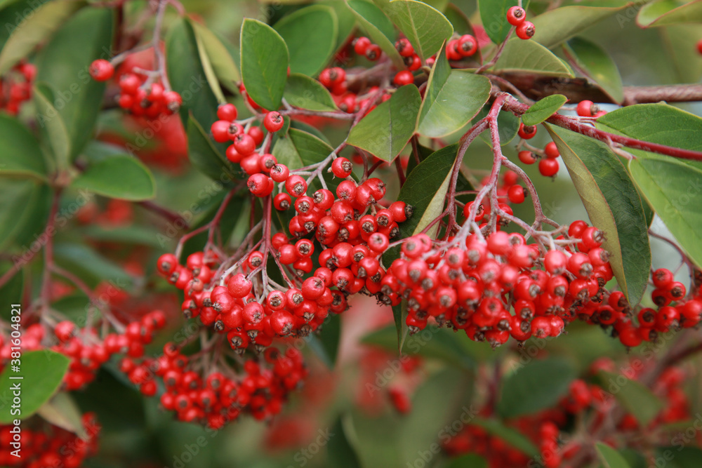 Native red berries tree seeds Native red berries tree seeds