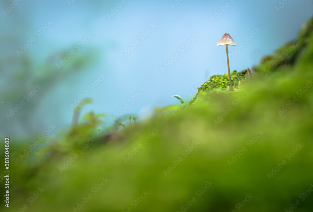 Small mushroom in forest Switzerland Small mushroom in forest Switzerland
