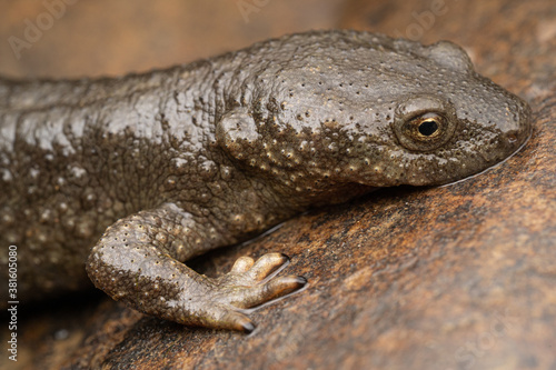 Calotriton asper / France