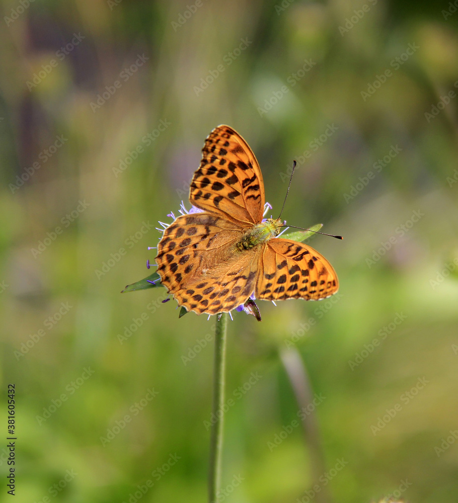 Obraz premium papillon tacheté