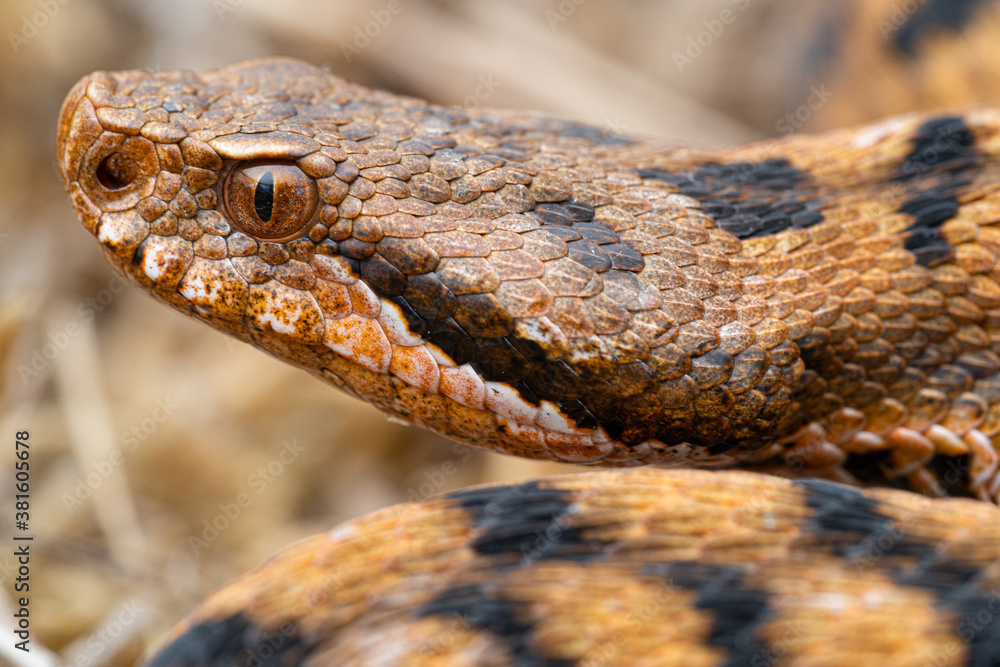 Tête Vipere aspis (Vipera aspis) - France Tête Vipere aspis (Vipera aspis) - France