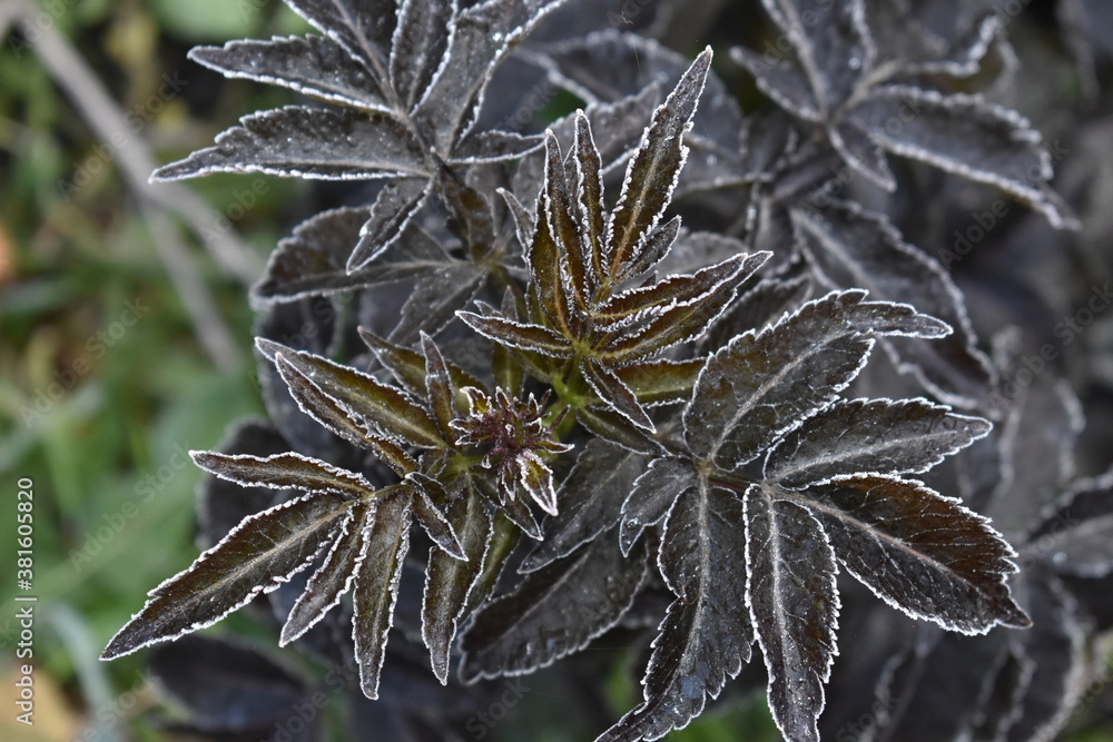 Fototapeta premium Beautiful boozy leaves decorated with hoarfrost after the first autumn frost