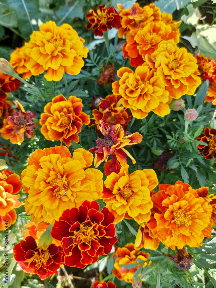 A bush of bright red orange marigolds A bush of bright red orange marigolds