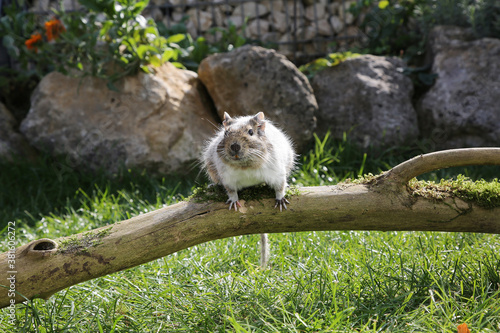 Degu im Freien