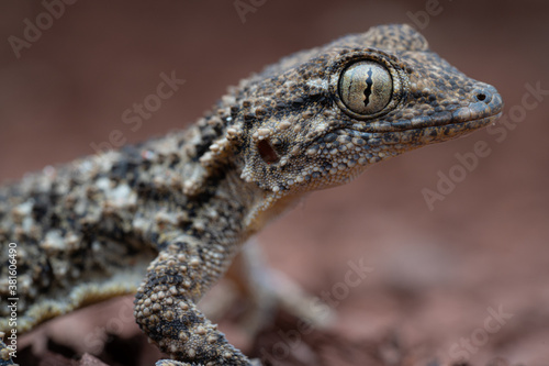 Tête, Tarente de Maurétanie, gecko / France