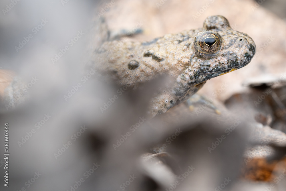 Naklejka premium Crapaud Sonneur à ventre jaune (Bombina variegata) / France 