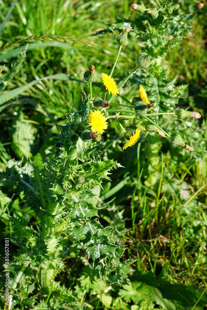 Thistel in a field,flower, nature, yellow, green, spring, flowers, plant, summer, garden, grass, blossom, leaf, meadow, field, flora, beauty, petal, white, daisy, beautiful, Thistel in a field,flower, nature, yellow, green, spring, flowers, plant, summer, garden, grass, blossom, leaf, meadow, field, flora, beauty, petal, white, daisy, beautiful,