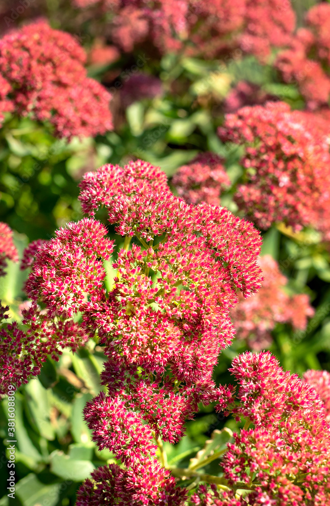 Obraz premium Closeup pink flowering sedum plant in garden, sunshine, bright, colorful