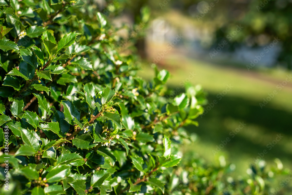 Obraz premium Closeup holly bush leaves, in sunshine, suburban background, 