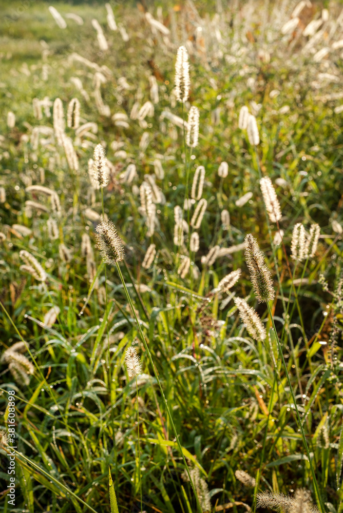 Closeup long grass weeds with seed pods backlit by sun in landscape meadow Closeup long grass weeds with seed pods backlit by sun in landscape meadow