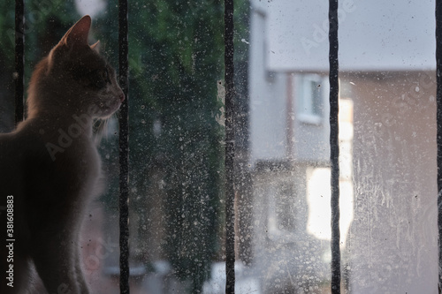 Cat in dusty, dirty glass window © ozencdeniz