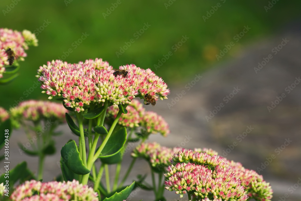 Obraz premium Bee on beautiful decorative garden plant. Sedum (Sedum spectabile) at autumn sunny day. Flower card background with pink sedum and sun rays or floral wallpaper
