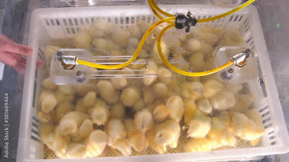 Vaccination of young chickens. Chickens in plastic containers are