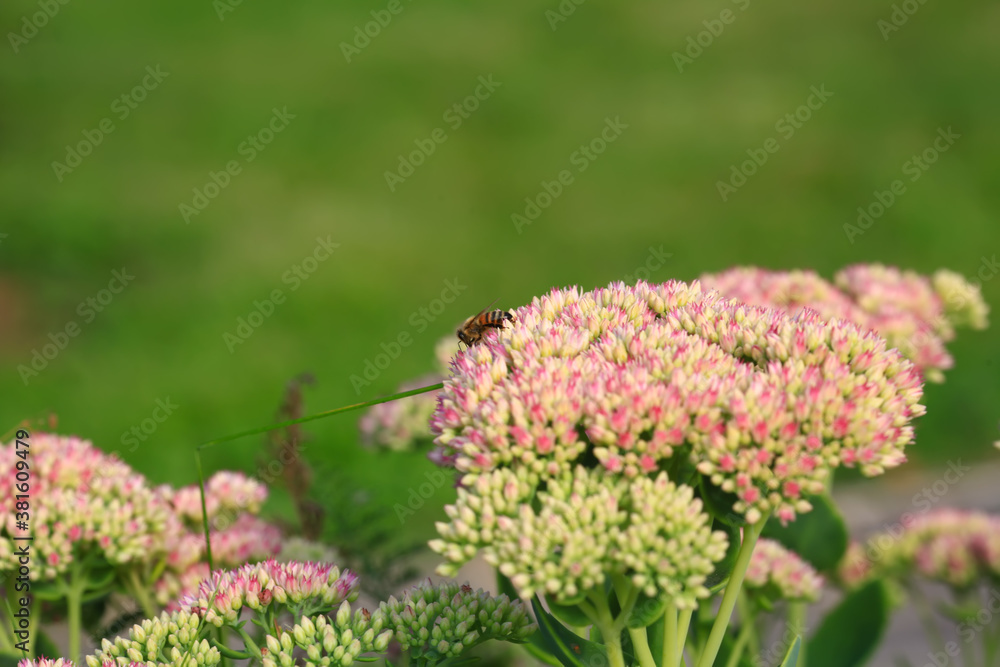 Obraz premium Bee on beautiful decorative garden plant. Sedum (Sedum spectabile) at autumn sunny day. Flower card background with pink sedum and sun rays or floral wallpaper