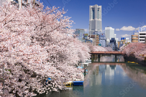 桜とランドマークタワー