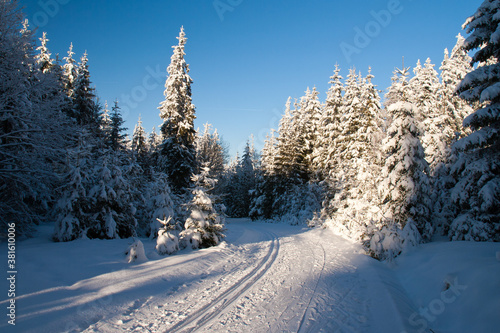 Cros scountry skiing among frozen trees, winter sunny weather in sumava, czech republic photo