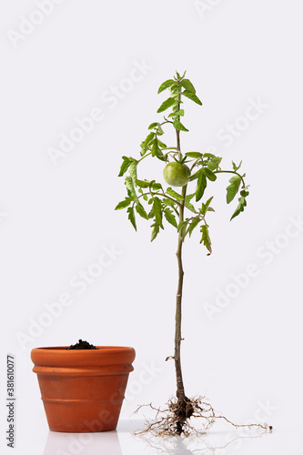 tomato plant with roots and a flower pot w/ soil. flowering and fruiting plant with unripe a green tomato and root system. studio close up isolated