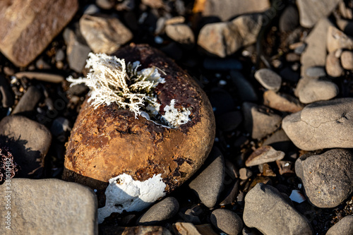 ocean fungi on the rock
