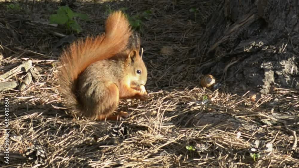 Red squirrel among the trees Red squirrel among the trees