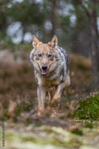 Lone wolf running in autumn forest Czech Republic