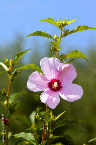Pink hollyhock flower against green leaves and blue sky