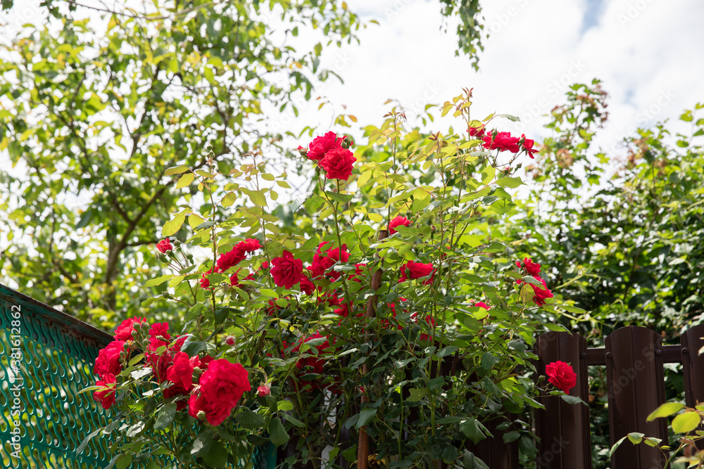 a bush of red roses in a green garden. a lot of roses