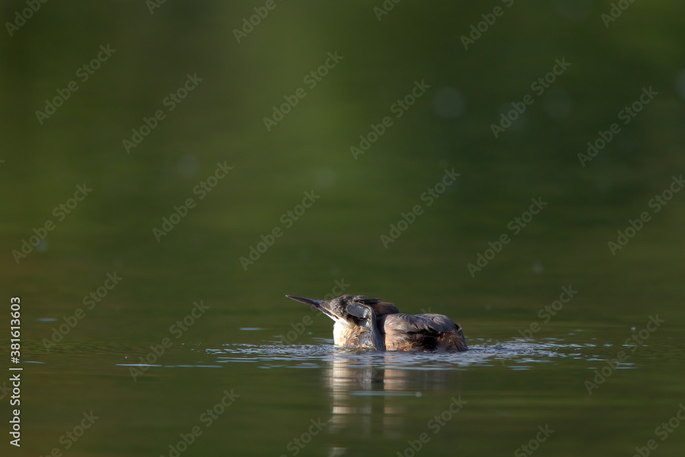 Fototapeta premium Ein Haubentaucher bei der Gefiederpflege