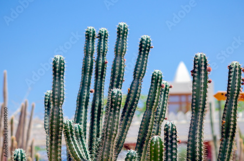 Close up of green cactus desert plant with blurred background