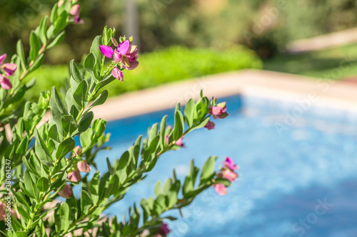 The poolside plants and rocks.