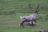Reindeers in Iceland on a grey summer day