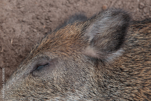 Wallpaper Mural Ein Frischling tief am schlafen Torontodigital.ca