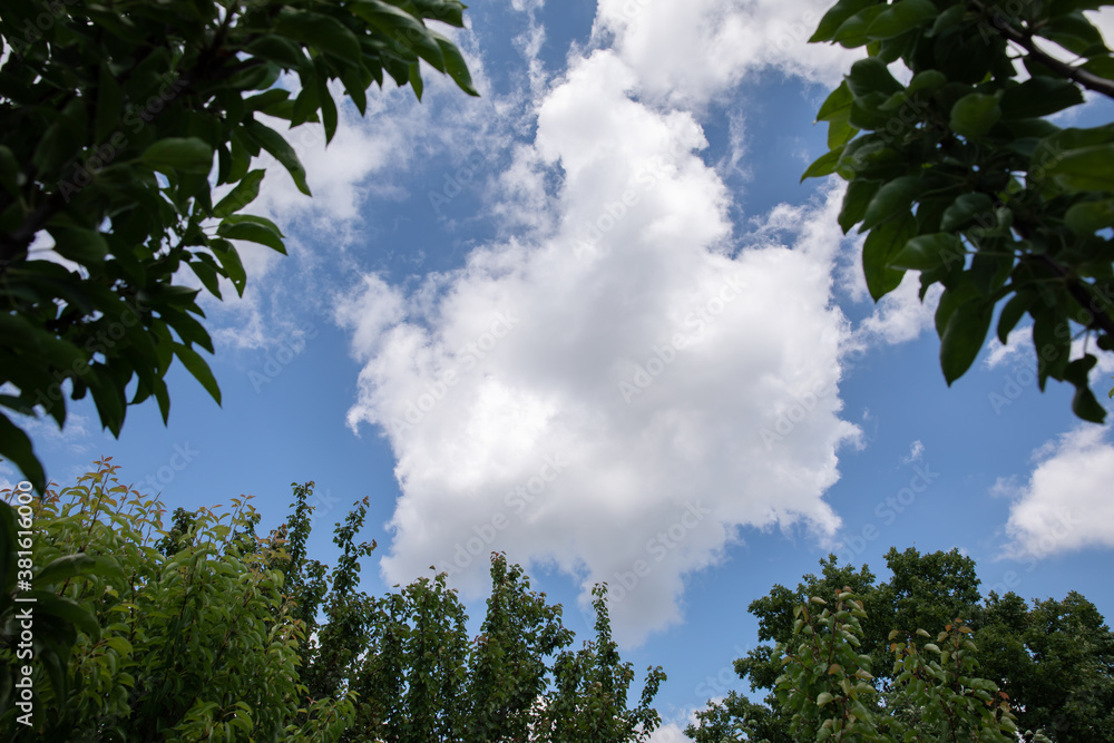 Obraz premium blue sky. white clouds. green leaves and tree branches