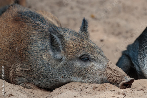 Ein Wildschwein im Sandlager am schlafen
