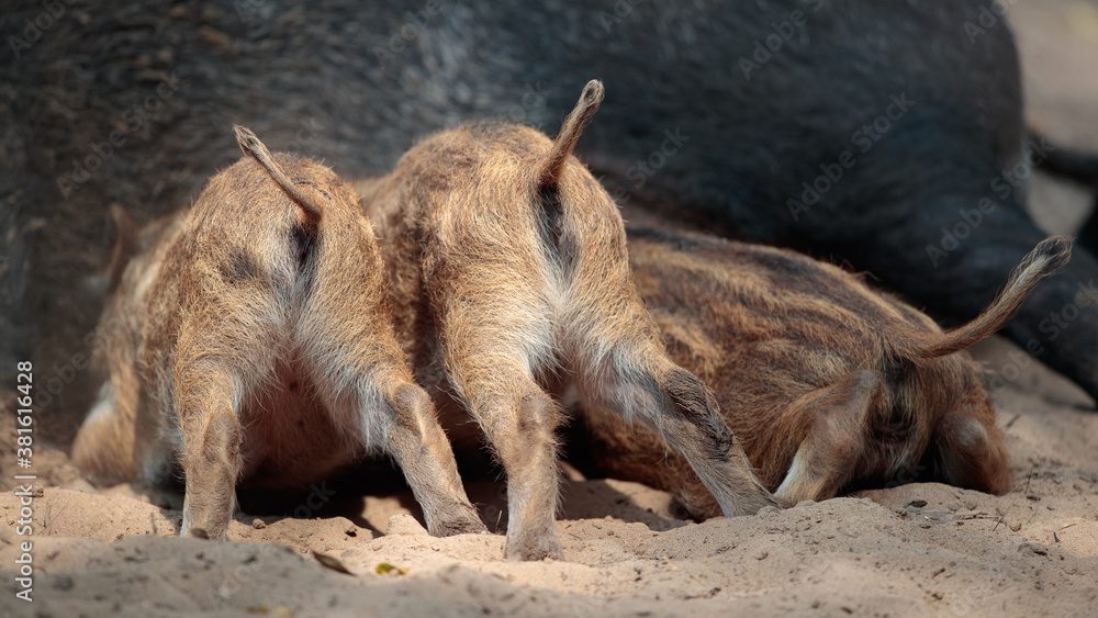 Wildschwein Frischlinge säugen bei der Bache Wildschwein Frischlinge säugen bei der Bache