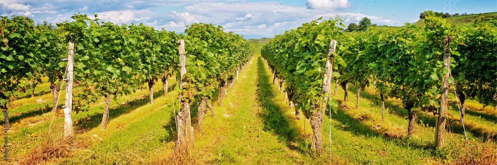 Panorama of vine stocks in a vineyard