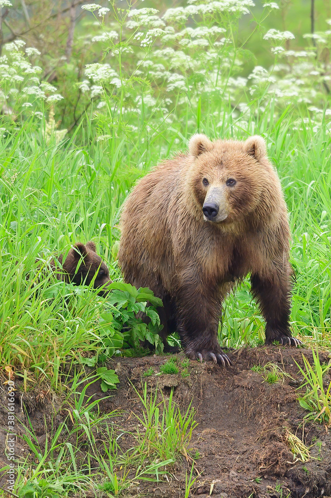 Obraz premium Ruling the landscape, brown bears of Kamchatka (Ursus arctos beringianus)