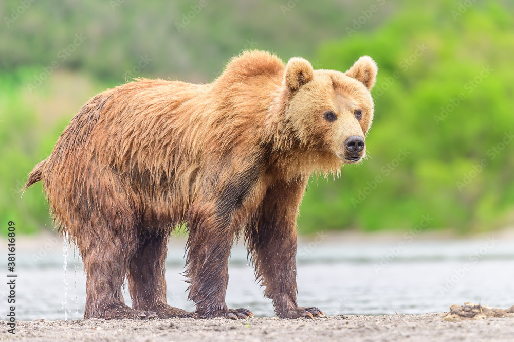 Fototapeta premium Ruling the landscape, brown bears of Kamchatka (Ursus arctos beringianus)