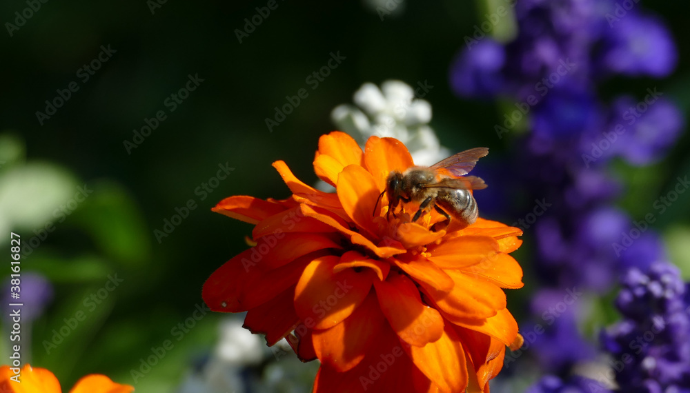 Obraz premium Bee sitting on orange flower