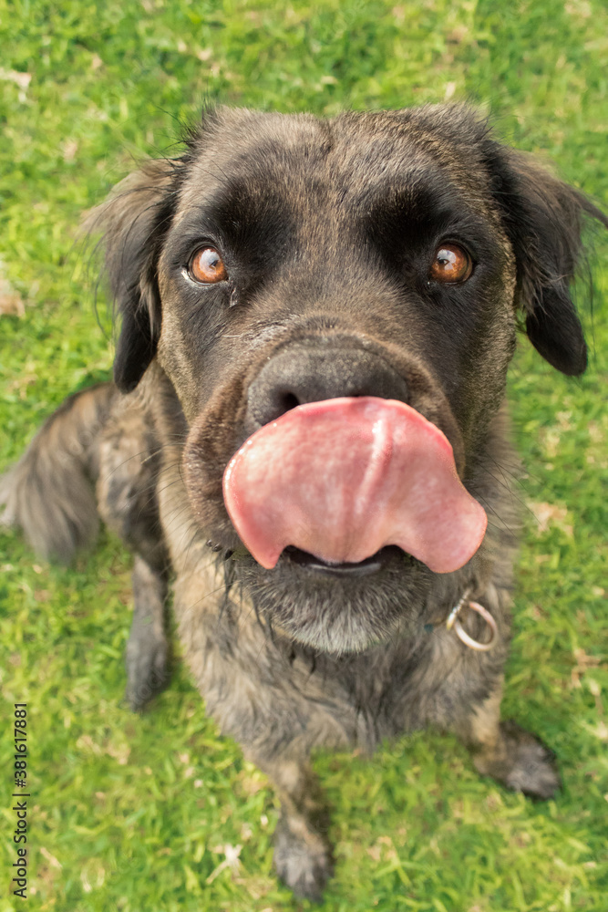 A brindle Boerboel Retriever cross licking his nose.