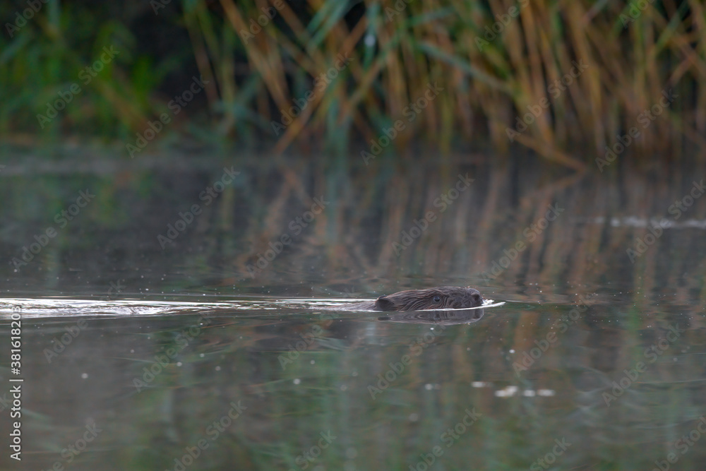 Ein Biber in der Peene in der Abenddämmeung Ein Biber in der Peene in der Abenddämmeung