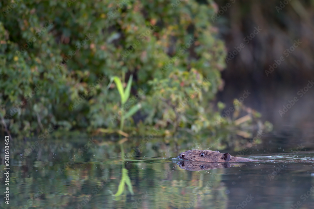 Ein Biber in der Peene in der Abenddämmeung Ein Biber in der Peene in der Abenddämmeung