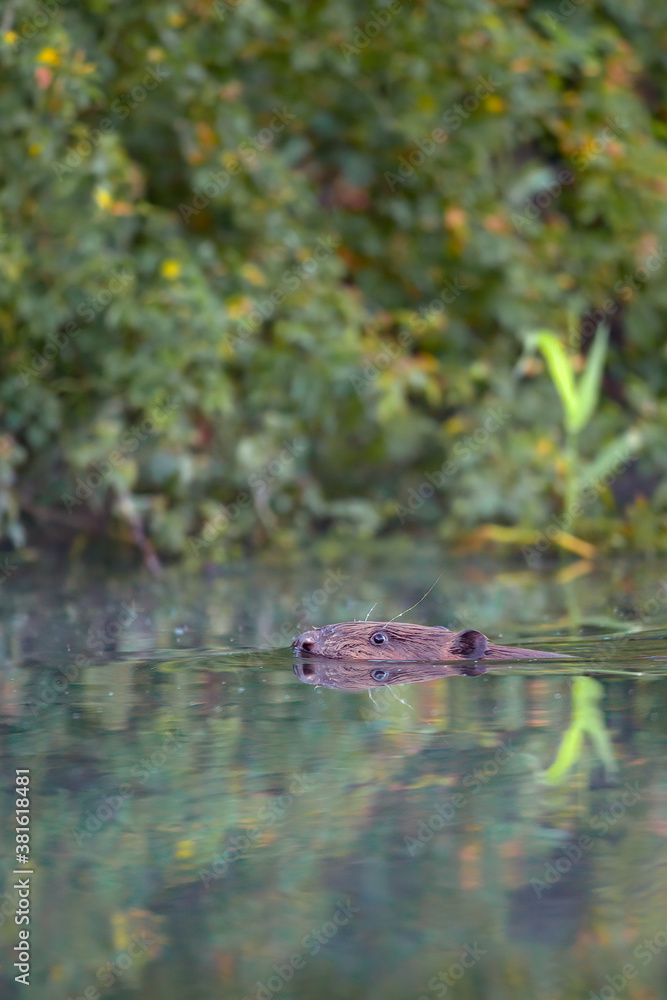 Ein Biber in der Peene in der Abenddämmeung Ein Biber in der Peene in der Abenddämmeung