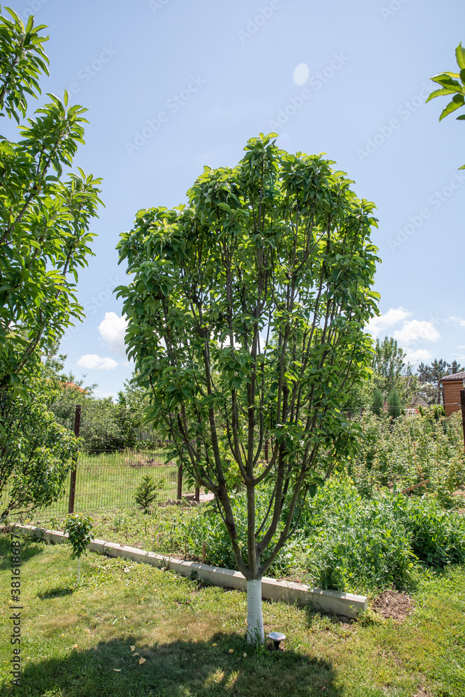Small apple tree in wild nature Small apple tree in wild nature