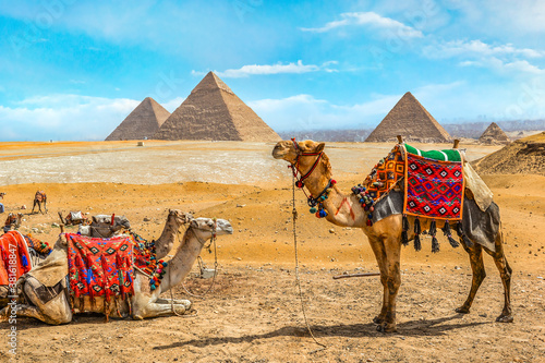 Camel family in Giza