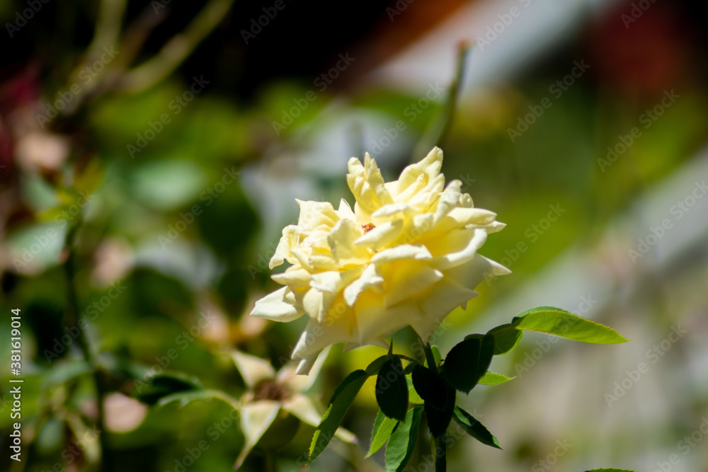 yellow flower yellow flower