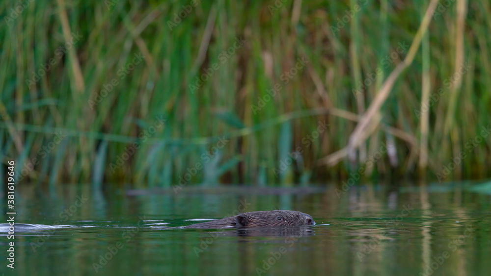 Fototapeta premium Ein Biber schwimmt in der Peene