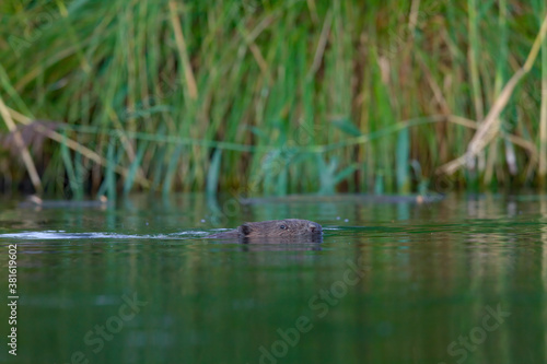 Ein Biber schwimmt in der Peene © Alexander von Düren