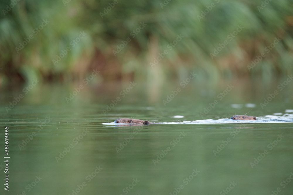 Ein Biberpaar schwimmt in der Peene Ein Biberpaar schwimmt in der Peene