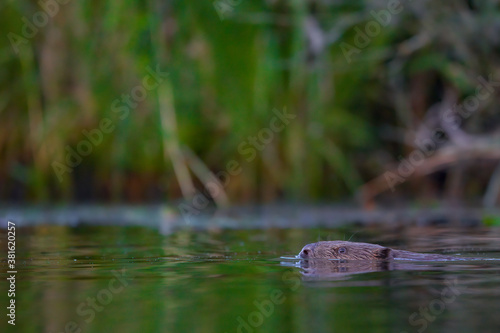 Ein Biber schwimmt in der Peene © Alexander von Düren