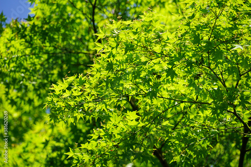 初夏の日本楓の新緑 © ykimura65